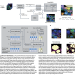 CelloType: A Transformer-Based AI Framework for Multitask Cell Segmentation and Classification in Spatial Omics