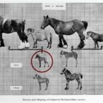 Epigenetics and Obesity 