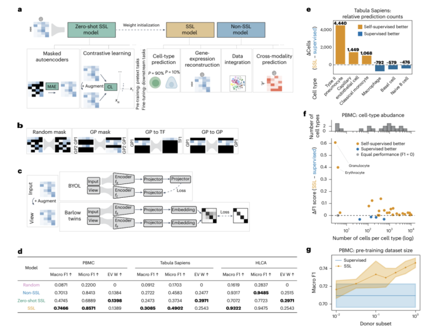 Advancing Single-Cell Genomics with Self-Supervised Learning: Techniques, Applications, and Insights