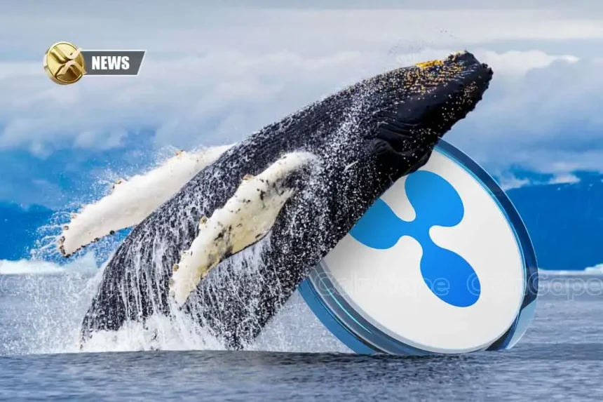 XRP News: Whales Buy 120M Coins As Ex-Ripple Hints At Good News Ahead