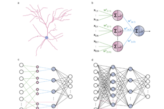 Dendritic Neural Networks: A Step Closer to Brain-Like AI