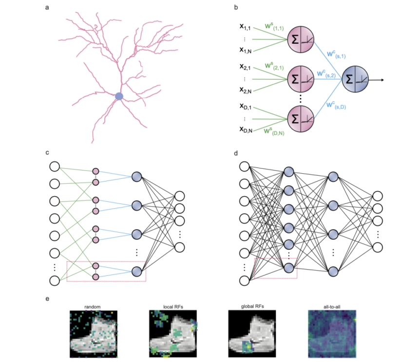 Dendritic Neural Networks: A Step Closer to Brain-Like AI