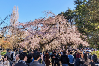 Japan’s Hotel & Flight Pricing For 2025 Cherry Blossom Season Is Out Of Control