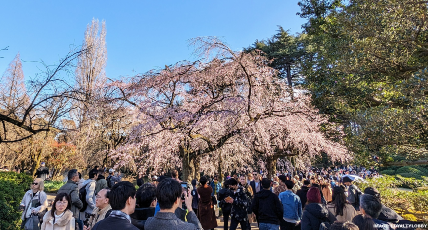 Japan’s Hotel & Flight Pricing For 2025 Cherry Blossom Season Is Out Of Control