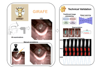 Deep Learning and Vocal Fold Analysis: The Role of the GIRAFE Dataset