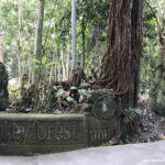 Two Tourists Killed By Falling Tree At Bali’s Sacred Monkey Forest In Ubud