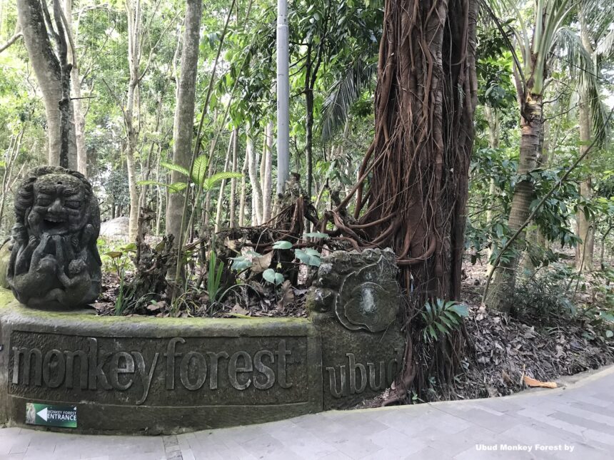 Two Tourists Killed By Falling Tree At Bali’s Sacred Monkey Forest In Ubud