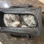 How to Fly with a Carry-On Pet on Your Next Trip