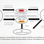 Obesity’s Impacts on Our Immune System and Kidney and Liver Diseases 