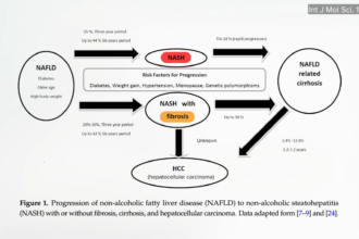 Obesity’s Impacts on Our Immune System and Kidney and Liver Diseases 