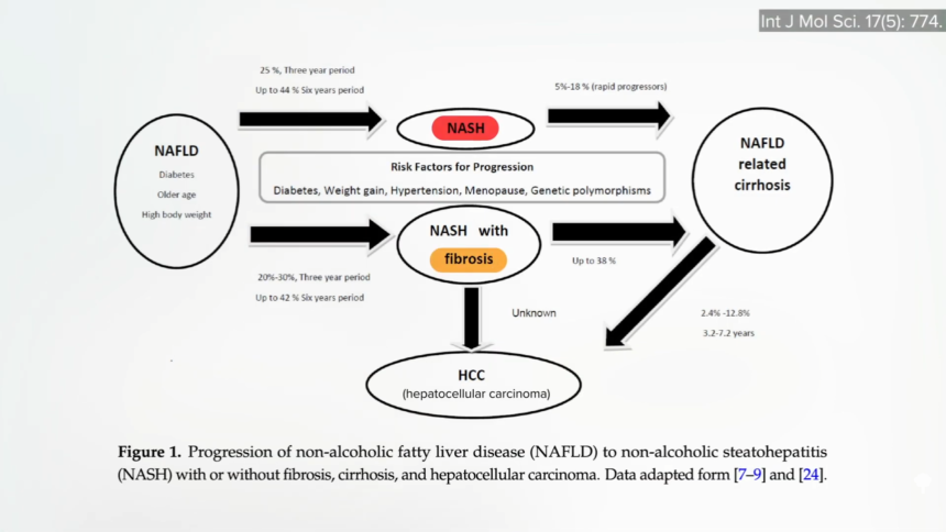 Obesity’s Impacts on Our Immune System and Kidney and Liver Diseases 