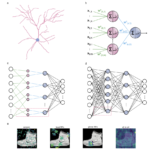 Dendritic Neural Networks: A Step Closer to Brain-Like AI