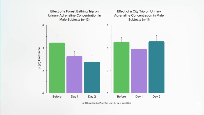 How Is Natural Killer Cell Function Boosted by Forest Bathing? 