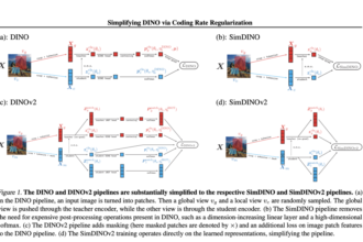 Simplifying Self-Supervised Vision: How Coding Rate Regularization Transforms DINO & DINOv2