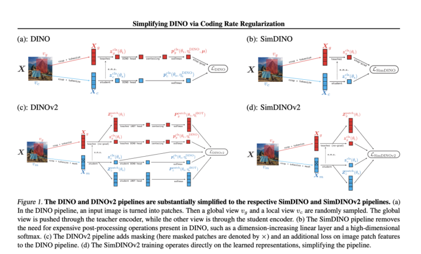 Simplifying Self-Supervised Vision: How Coding Rate Regularization Transforms DINO & DINOv2