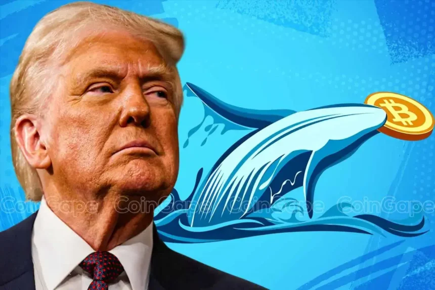 Bitcoin Whale’s $380M Short In Danger Amid Trump Insider Speculation