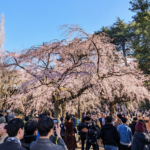 Japan’s Hotel & Flight Pricing For 2025 Cherry Blossom Season Is Out Of Control