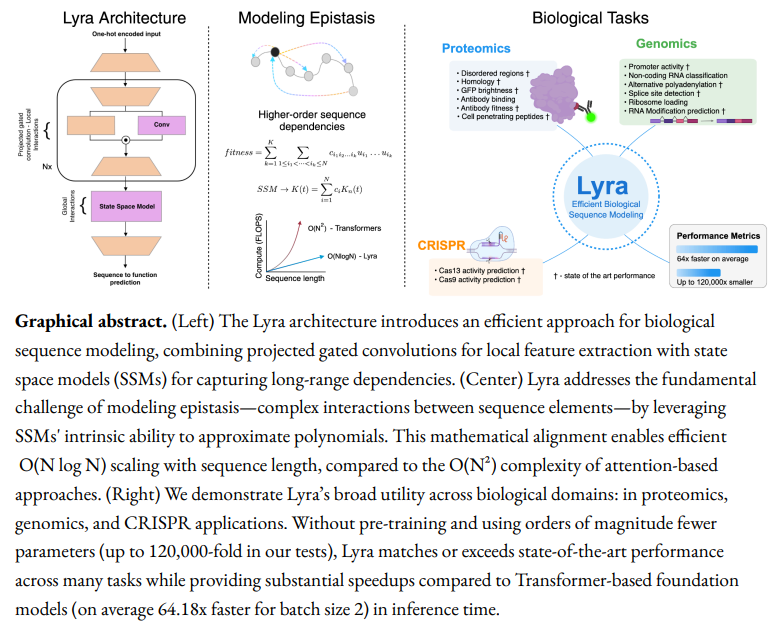 Lyra: A Computationally Efficient Subquadratic Architecture for Biological Sequence Modeling