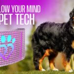 Pet Madness Inc. unveils AI-driven pet ecosystem